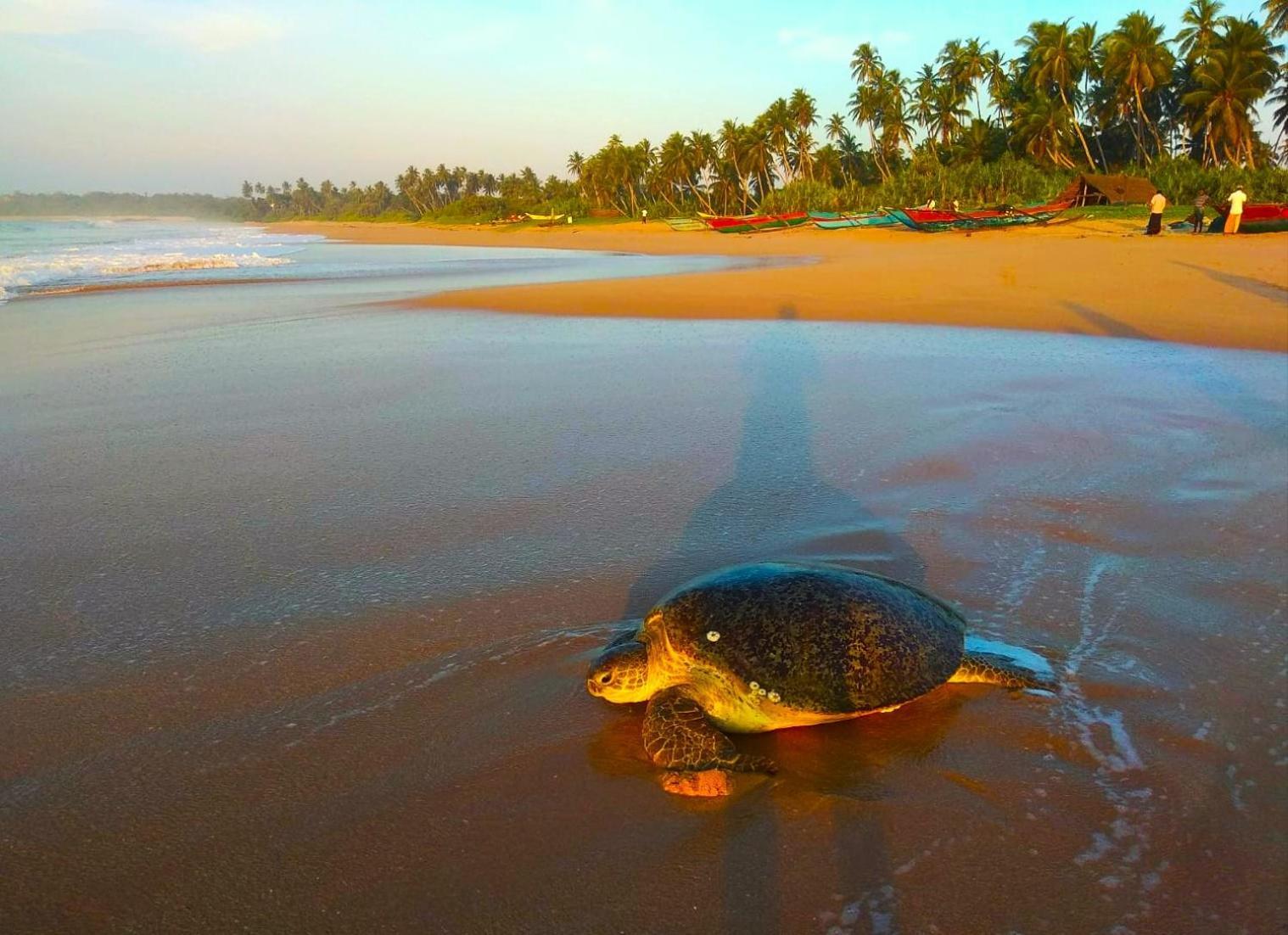 Sleeping Elephant Beach Resort Tangalle Eksteriør bilde